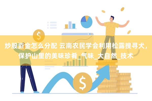 炒股资金怎么分配 云南农民学会利用松露搜寻犬，保护山里的美味珍肴_气味_大自然_技术